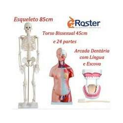 Esqueleto Humano 85 cm Torso Humano 45cm com 24 Partes Arcada Dentária KIT ESCOLAR II